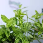 Kecskerágó, Sárgatarka kúszó kecskerágó Euonymus fortunei Golden Harlequin K1,5 20/30