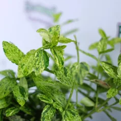  Kecskerágó, Sárgatarka kúszó kecskerágó Euonymus fortunei Golden Harlequin K1,5 20/30