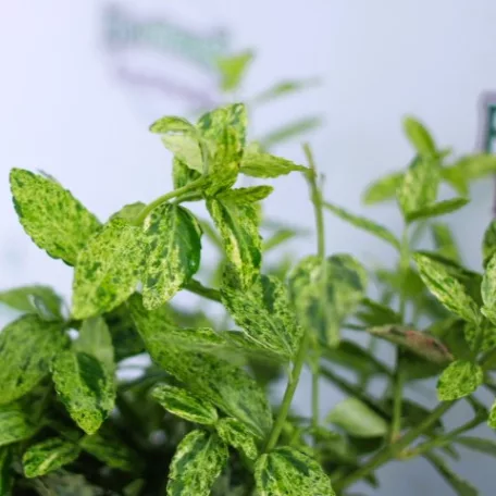 Kecskerágó, Sárgatarka kúszó kecskerágó Euonymus fortunei Golden Harlequin K1,5 20/30