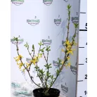 Aranyvessző Forsythia intermedia Freja K2 30/40