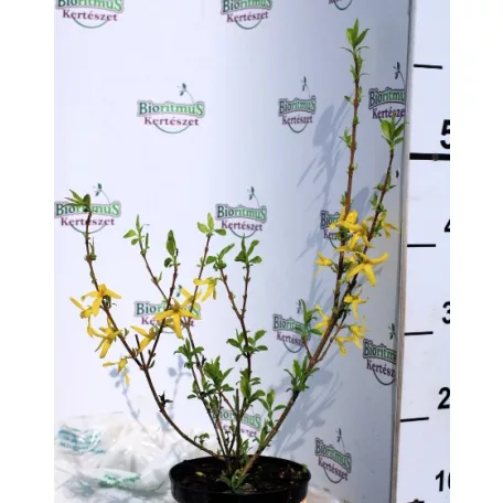 Aranyvessző Forsythia intermedia Freja K2 30/40