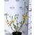 Aranyvessző Forsythia intermedia Freja K2 30/40