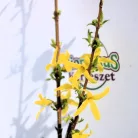 Aranyvessző Forsythia intermedia Freja K2 30/40