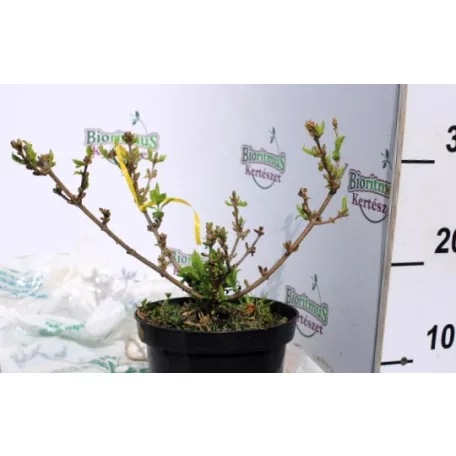 Aranyvessző Forsythia intermedia Goldrausch K2 30/40