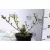Aranyvessző Forsythia intermedia Goldrausch K2 30/40