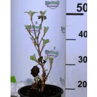 Tölgylevelű hortenzia Hydrangea quercifolia Snow Queen K5 40/50