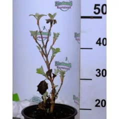   Tölgylevelű hortenzia Hydrangea quercifolia Snow Queen K5 40/50