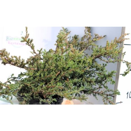 Boróka, Közönséges terülő boróka Juniperus communis Repanda K2 30/40