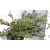 Boróka, Közönséges terülő boróka Juniperus communis Repanda K2 30/40