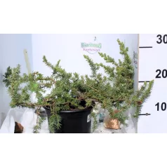 Terülő fövenyboróka Juniperus conferta Schlager K2 30/40