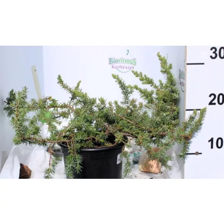 Terülő fövenyboróka Juniperus conferta Schlager K2 30/40
