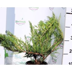   Nehézszagú boróka, Tiszakürt Juniperus Sabina Tiszakürt K2 30/40