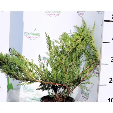 Nehézszagú boróka, Tiszakürt Juniperus Sabina Tiszakürt K2 30/40