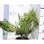 Nehézszagú boróka, Tiszakürt Juniperus Sabina Tiszakürt K2 30/40