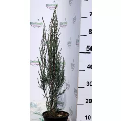   Oregoni boróka, kék oszlopos Juniperus scopulorum Blue Arrow K2 40/60