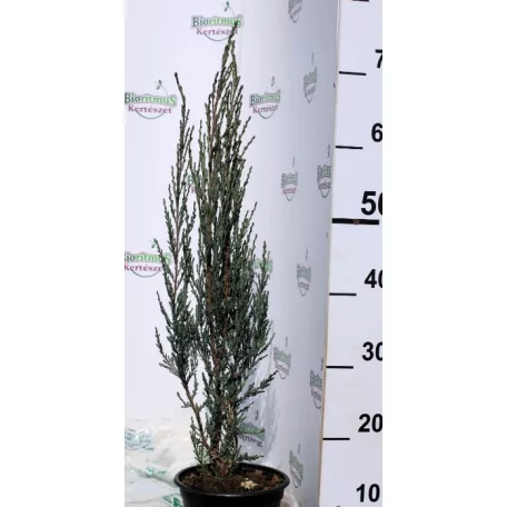 Oregoni boróka, kék oszlopos Juniperus scopulorum Blue Arrow K2 40/60