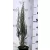 Oregoni boróka, kék oszlopos Juniperus scopulorum Blue Arrow K2 40/60