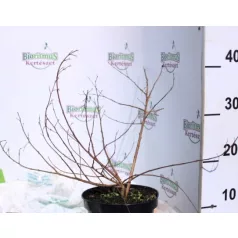 Kínai selyemmirtusz Lagerstroemia indica Nivea K2 30/40