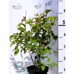   Fagyal, Fényeslevelű fagyal Ligustrum Lucidum Green Screen K3 30/40
