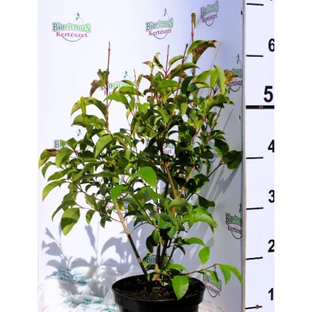 Fagyal, Fényeslevelű fagyal Ligustrum Lucidum Green Screen K3 30/40