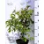 Fagyal, Fényeslevelű fagyal Ligustrum Lucidum Green Screen K3 30/40