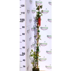   Kúszólonc, Trombitalonc / Skarlátlonc Lonicera x brownii Dropmore Scarlet K2 60/80