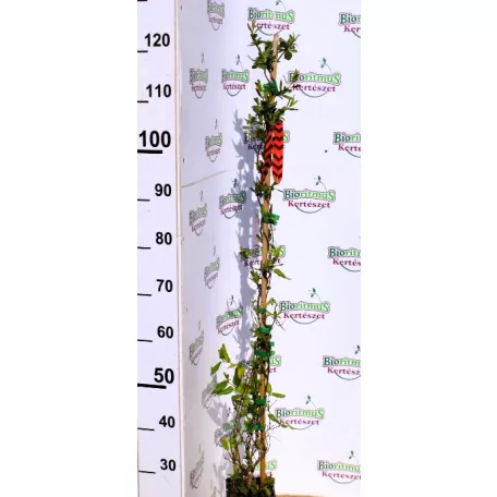 Kúszólonc, Trombitalonc / Skarlátlonc Lonicera x brownii Dropmore Scarlet K2 60/80