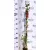 Kúszólonc, Trombitalonc / Skarlátlonc Lonicera x brownii Dropmore Scarlet K2 60/80