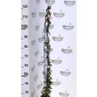 Futólonc, Japán kúszólonc Lonicera japonica Red World K2 60/80