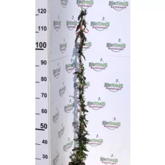   Futólonc, Japán kúszólonc Lonicera japonica Red World K2 60/80