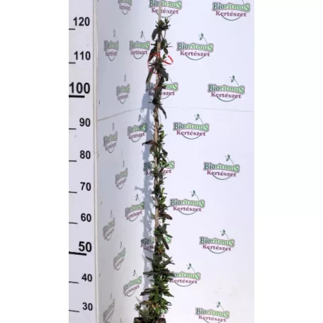Futólonc, Japán kúszólonc Lonicera japonica Red World K2 60/80