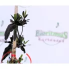 Futólonc, Japán kúszólonc Lonicera japonica Red World K2 60/80