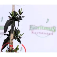   Futólonc, Japán kúszólonc Lonicera japonica Red World K2 60/80