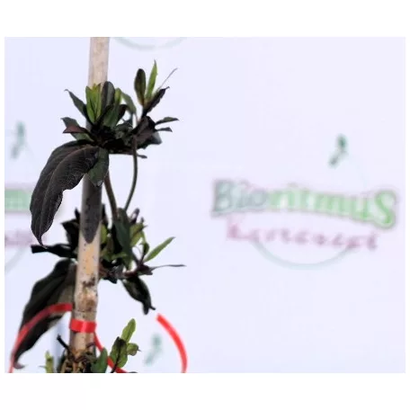 Futólonc, Japán kúszólonc Lonicera japonica Red World K2 60/80