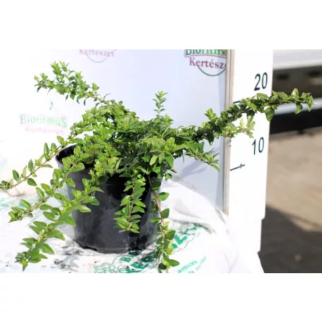 Mirtuszlonc, Terülő mirtuszlonc Lonicera nitida Maigrün K2 20/30