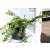 Mirtuszlonc, Terülő mirtuszlonc Lonicera nitida Maigrün K2 20/30