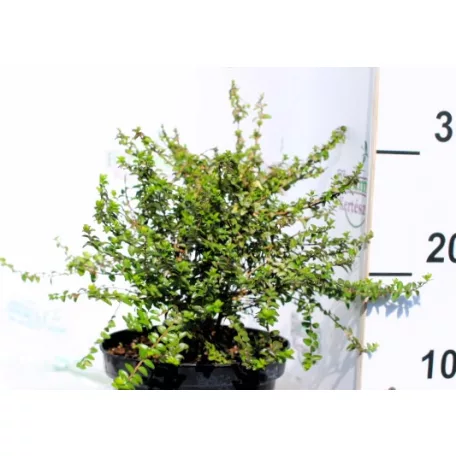 Mirtuszlonc, Talajtakaró mirtuszlonc Lonicera nitida Twiggy K2 20/30