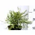 Mirtuszlonc, Talajtakaró mirtuszlonc Lonicera nitida Twiggy K2 20/30