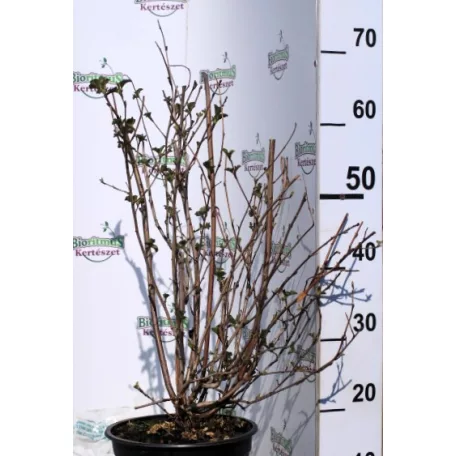 Bordó levelű hólyagvessző Physocarpus opulifolis Red Baron K5 60/80