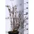 Bordó levelű hólyagvessző Physocarpus opulifolis Red Baron K5 60/80