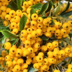   Tűztövis, Citromsárga bogyójú tűztövis Pyracantha Soleil D'or K2 30/40