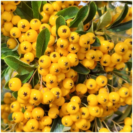 Tűztövis, Citromsárga bogyójú tűztövis Pyracantha Soleil D'or K2 30/40