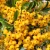 Tűztövis, Citromsárga bogyójú tűztövis Pyracantha Soleil D'or K2 30/40