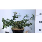 Tűztövis, Citromsárga bogyójú tűztövis Pyracantha Soleil D'or K2 30/40