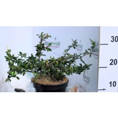   Tűztövis, Citromsárga bogyójú tűztövis Pyracantha Soleil D'or K2 30/40