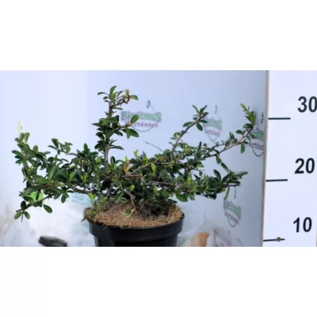 Tűztövis, Citromsárga bogyójú tűztövis Pyracantha Soleil D'or K2 30/40