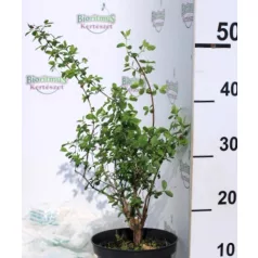 Hóbogyó Symphoricarpos x doorenbosii Pride K2 30/40