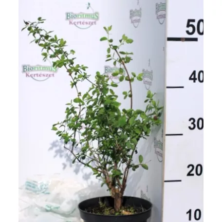 Hóbogyó Symphoricarpos x doorenbosii Pride K2 30/40