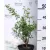 Hóbogyó Symphoricarpos x doorenbosii Pride K2 30/40