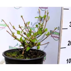 Redős levelű bangita Viburnum plicatum Mariesii K5 30/40
